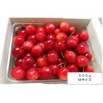  вишня Sato . Yamagata префектура производство дом для собственный сельское хозяйство . культивирование 500g M размер роза .. предварительный заказ товар 