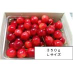 さくらんぼ 佐藤錦 山形県産 自宅用 自家農園栽培 ３５０ｇ Lサイズ 予約商品