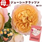 母の日 ギフト プレゼント ミニ薔薇 ジューシーテラッツァ 5号 素焼き鉢 鉢植 花 バラ フラワーギフト メッセージカード付 お祝い