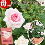 ショッピングバラ セール 母の日 花 バラ ポイント5倍 プレゼント レディメイアンディナ 5号鉢植え 京成バラ園芸 ギフト フラワーギフト 2024 送料込