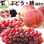 [SALE/10% скидка ] фрукты подарок набор Yamagata префектура производство tela одежда 4~6. белый персик 4~6 шар превосходящий товар виноград персик подарок на Bon Festival ..