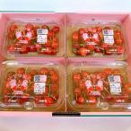  Yamagata префектура производство вишня Sato .M размер превосходящий средний упаковка 4 штук входит / Yamagata сельское хозяйство ./ бесплатная доставка 