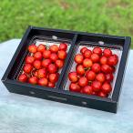  Yamagata префектура производство вишня Sato .2L размер и больше превосходящий 2 упаковка / Anne s Lee ферма / бесплатная доставка 