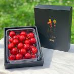  Yamagata префектура производство вишня . превосходящий .2L размер и больше Special превосходящий 1 упаковка / Anne s Lee ферма / бесплатная доставка 