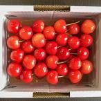 [.. для ] Yamagata префектура производство вишня Sato . превосходящий 500g(500g×1 упаковка )/ отсроченный платеж расчет не возможно / фруктовое дерево . дерево приятный / бесплатная доставка 