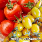  Yamagata префектура производство помидор 2 вид набор 1kg(sinti сладкий 500g, желтый Aiko 500g)/.... лес / бесплатная доставка 
