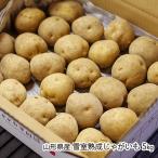  Yamagata префектура производство снег ... картофель 5kg/ средний река фруктовое дерево ./ бесплатная доставка / День отца подарок на Bon Festival 