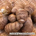  Yamagata префектура производство таро (JAS засвидетельствование иметь машина культивирование )10kg/.. сельское хозяйство место / бесплатная доставка 