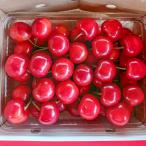  Yamagata префектура производство вишня . превосходящий .500g(500g×1 упаковка )/ отсроченный платеж расчет не возможно /... зеленый park / бесплатная доставка 