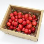  Yamagata префектура производство вишня Sato . Special превосходящий L размер 500g(500g×1 упаковка )/HAGA фрукты / бесплатная доставка 