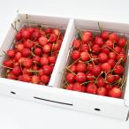  Yamagata префектура производство вишня Sato . превосходящий M*L размер набор 1kg(500g×2 упаковка )/HAGA фрукты / бесплатная доставка 