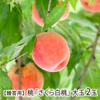 [.. для ] Yamagata префектура производство персик [ Sakura белый персик ] большой шар 2 шар (1 шар на 500g и больше )/ восток замок сельское хозяйство ./ бесплатная доставка 