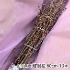 ショッピング桜 山形県産 啓翁桜 60cm 10本 ※つぼみの状態でお届けします/サクラヒラリ/送料無料