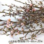  Yamagata префектура производство .. Sakura 70~80cm 20шт.@*.... состояние . доставляем /Organic Style/ бесплатная доставка 