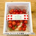  Yamagata префектура производство вишня Sato . упаковка 500g(500g×1 упаковка )/ITO FARM FRUIT/ отсроченный платеж расчет не возможно / бесплатная доставка 
