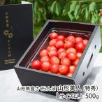  Yamagata префектура производство вишня Yamagata прекрасный человек ( Special превосходящий )L размер и больше 500g(500g×1 упаковка )* этот товар - роза ... / фрукты forest / отсроченный платеж расчет не возможно / бесплатная доставка 