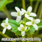  Yamagata префектура производство васаби [ цветок васаби ]300g/TTK гора сторона сельское хозяйство место / бесплатная доставка 
