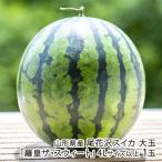  Yamagata префектура производство хвост цветок . арбуз большой шар [.. The * Suite ]4L размер и больше 1 шар /ARCO FARM/ отсроченный платеж расчет не возможно / бесплатная доставка 