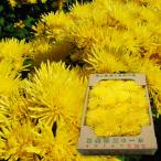  Yamagata. еда для . примерно 1kg( желтый цвет )