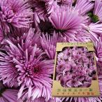  Yamagata. еда для . примерно 1kg( товар вид случайный )