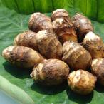 [2025 год распродажа видеть соединять ] Yamagata Special производство земля имеется таро примерно 5kg( специальный отбор A товар )