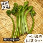  дикоросы Yamagata префектура производство синий ...5 упаковка house культивирование прямая поставка от производителя поэтому другой товар . включение в покупку не возможно 