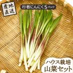  дикоросы Yamagata префектура производство line человек чеснок 5 упаковка house культивирование прямая поставка от производителя поэтому другой товар . включение в покупку не возможно 