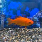 .. производство нейтрализация золотой ( примерно 10~12cm) 1 шт 