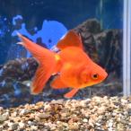 . рисовое поле * полки рисовое поле производство 3 лет большой Ryuukin ML-L( примерно 10~11cm) 1 шт 