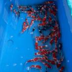 国魚館産 紅白　約20cm