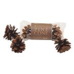 川井 PINE CONE（パインコーン）