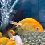  Nagaoka производство новый золотая рыбка ( примерно 4~5cm) 3 шт 