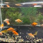  шар скумбиря новый .( примерно 4-5cm) 5 шт 