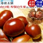 栗 くり 厚保の生栗2Lサイズ 1kg(山口県産 厚保の栗) 送料無料 厚保くり なま栗 敬老の日 ギフト お取り寄せ