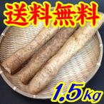 【送料無料】【山口県柳井市】【やまぐち自然薯生産組合】じねんじょ（山芋）１.５ｋｇ ※別途送料、東北500円、北海道・沖縄1000円かかります※