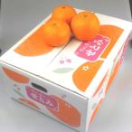 山口県産【送料無料】　『大島みかん　せとみ　５kg』（周防大島産みかん）