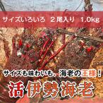 「活伊勢海老」”サイズいろいろ”　1ｋg　2尾入り　海老・伊勢海老・活伊勢海老・伊勢えび・伊勢エビ　