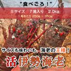 [. Исэ город море .]~S размер ~ 2kg *1 хвост на 250~350g×7 хвост море .* Исэ город море .*. Исэ город море .* Исэ город ..* лангуст 