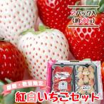 . белый клубника 250g×2 упаковка клубника Miyagi .. для flat .... гора изначальный клубника сельское хозяйство . Valentine White Day 