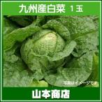 白菜 1玉 九州産