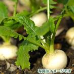 九州産 小カブ 1束