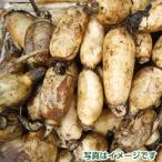 佐賀県産 新レンコン 4kg 小サイズ