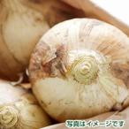  Kyushu производство новый шар лук порей 1kg