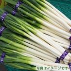  Kyushu производство белый лук-батун 1 пачка 