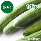 訳ありきゅうり　１０ｋｇ