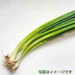 わけぎ1束１００ｇ