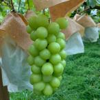  Yamanashi префектура производство .. большой . автомобиль in мускат 2kg 1 коробка 3.~5. не комплект желтый золотой виноград .. синий . фрукты сырой прямая поставка от производителя . пищевые ингредиенты готовый продукт высота сахар раз нестандартный . болото .. город 