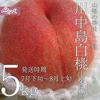 ご予約商品山梨の美味しい桃 川中島白桃5kg 13-18個入り (農家産直)(ギフト)(御中元)(桃)(山梨県)(フルーツ)