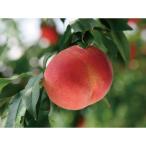 【令和7年産予約開始】桃 もも 産地直送 なつっこ 5kg(14~18玉) 秀品 L 長野県産 信州 予約 8月上・中旬発送 お盆 残暑見舞い フルーツ