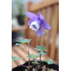 ミヤマオダマキ　ポット苗